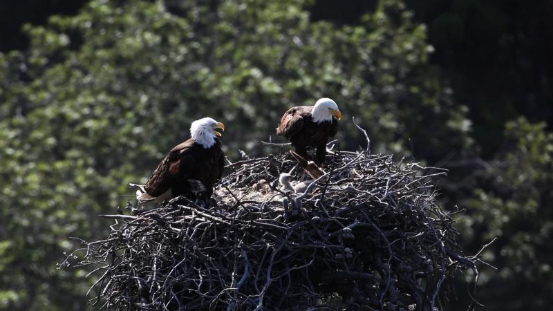 Channel Islands Bald Eagles subject photograph representing the camera location or featured view in Channel Islands, California.