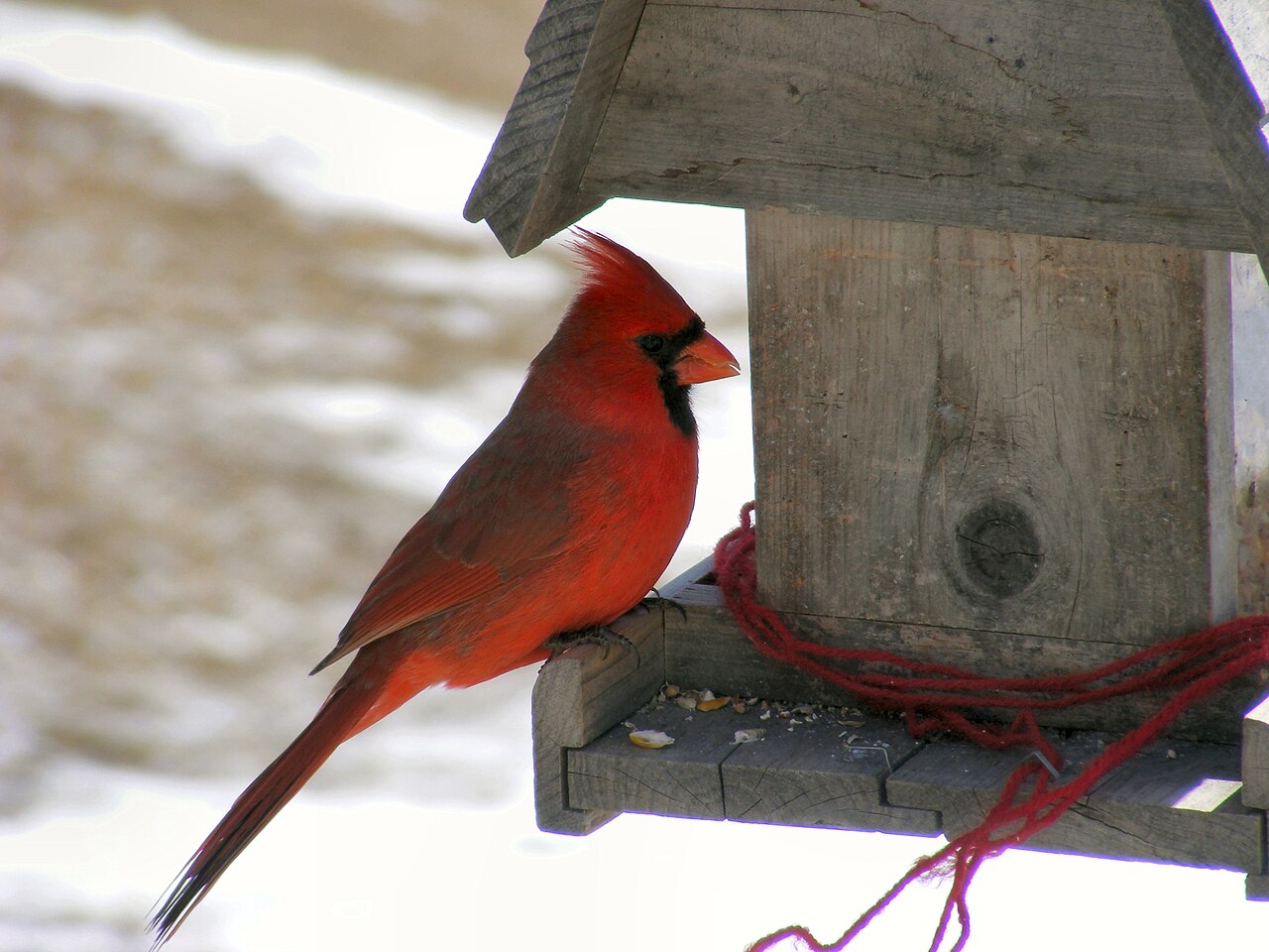 Cornell FeederWatch Cam subject photograph representing the camera location or featured view in Ithaca, New York.