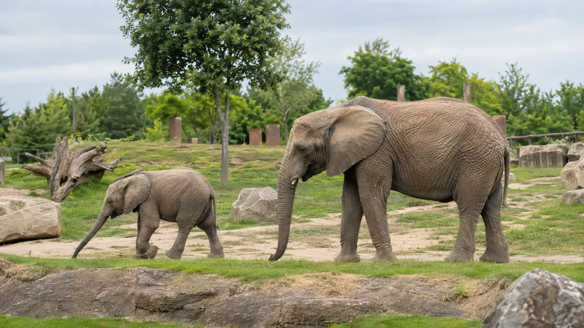 Representative subject image for Dublin Zoo Webcams in Dublin.