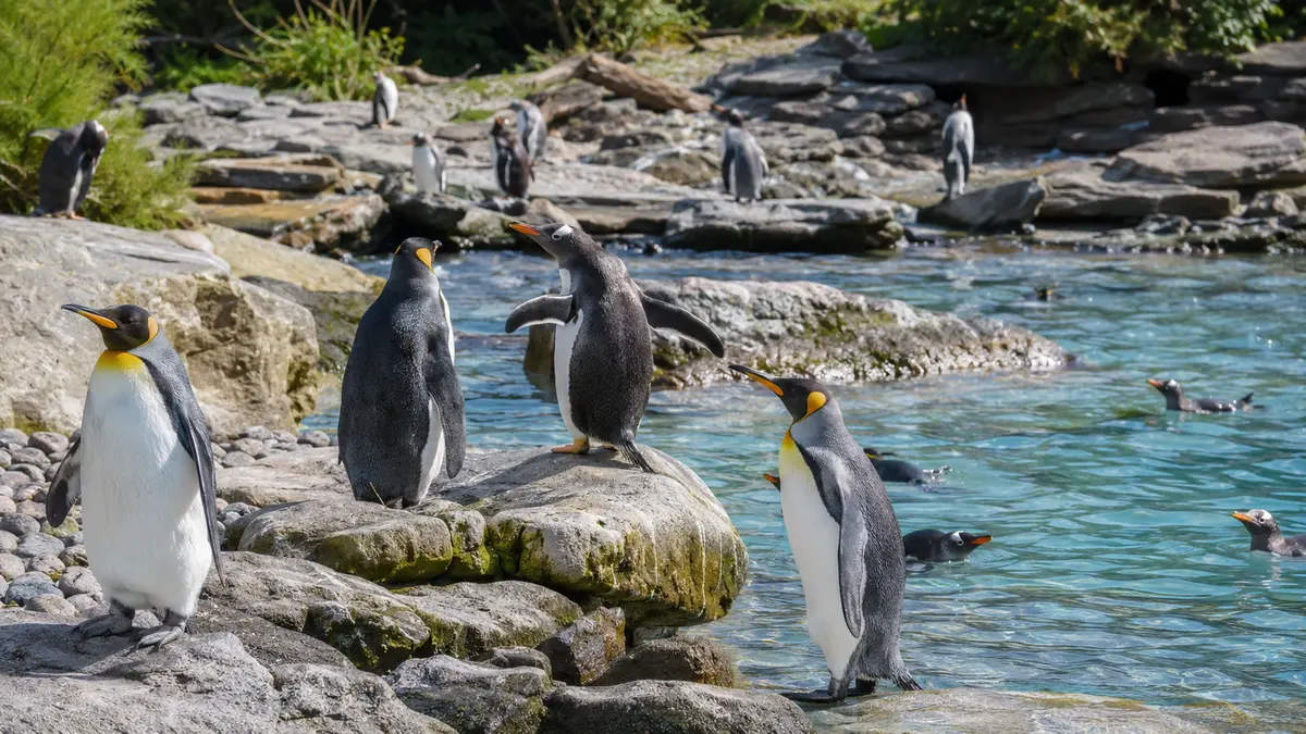Representative subject image for Edinburgh Zoo Live Cams in Edinburgh, Scotland.