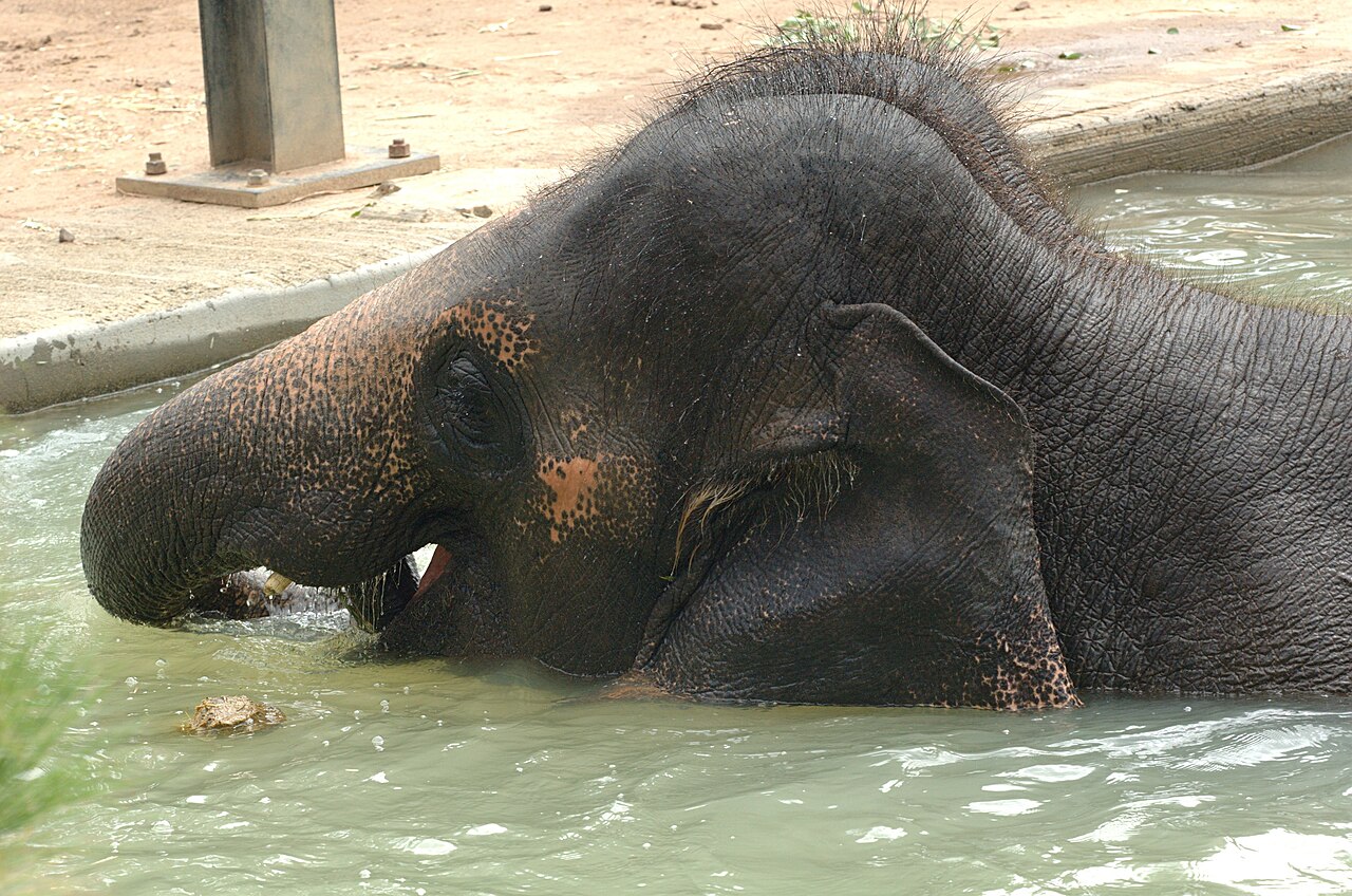 Houston Zoo Animal Cams subject photograph representing the camera location or featured view in Houston, Texas.
