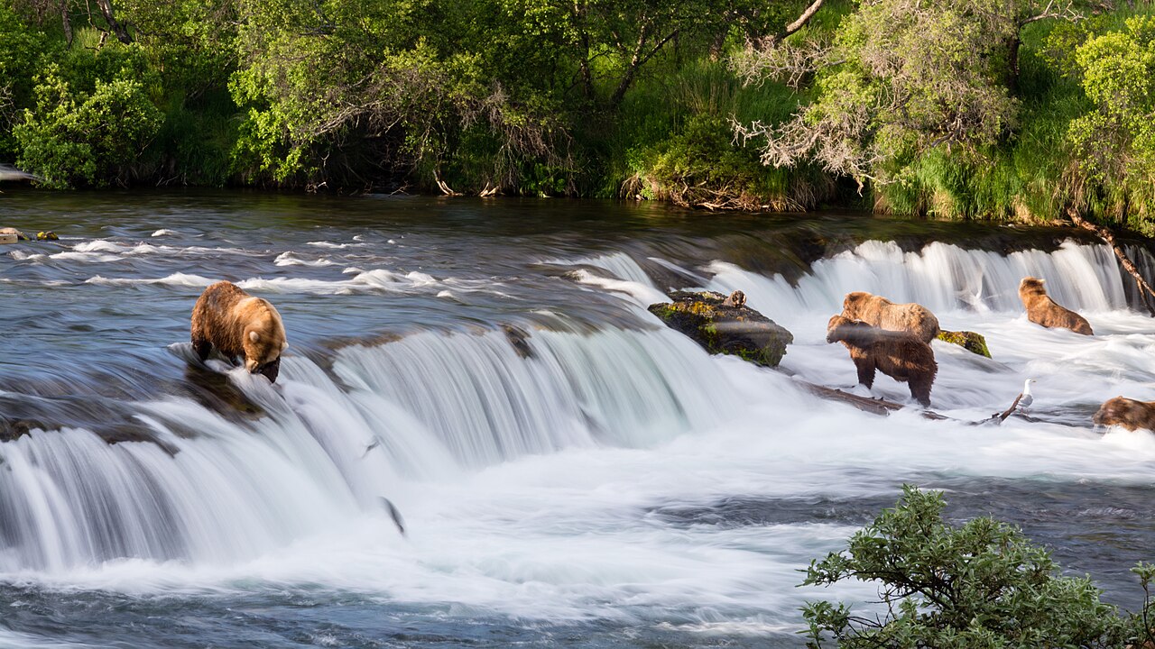 Brooks Falls Bears subject photograph representing the camera location or featured view in Katmai, Alaska.