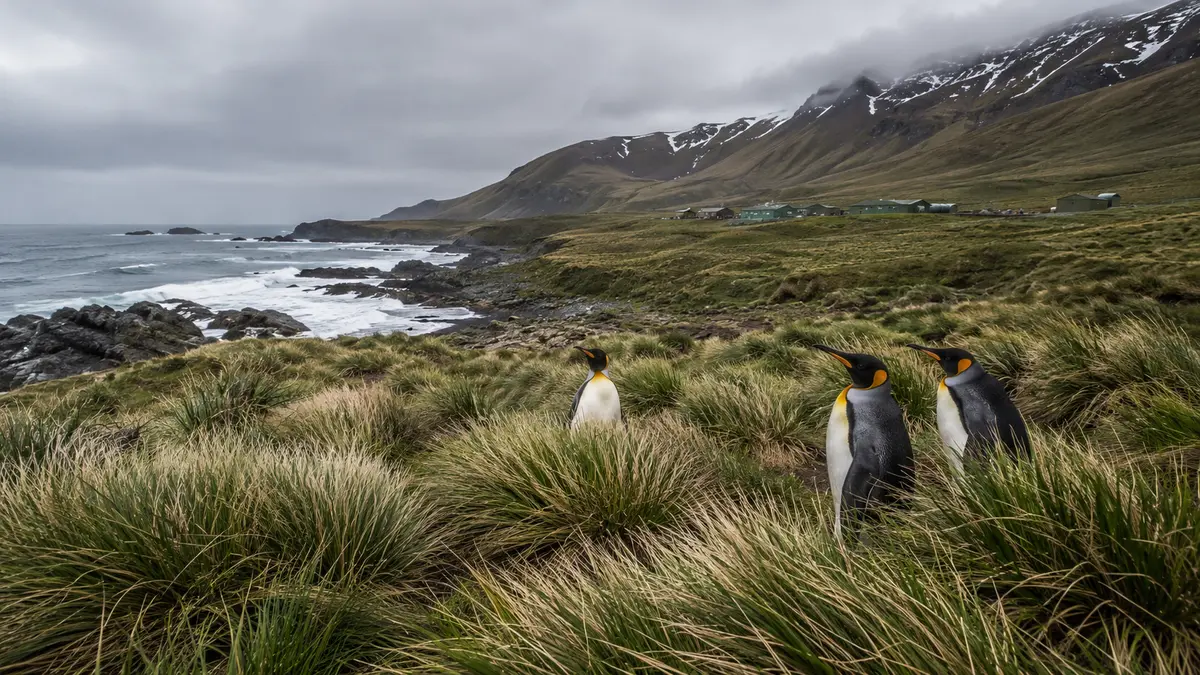 Representative subject image for Macquarie Island Webcam in Macquarie Island, Southern Ocean.