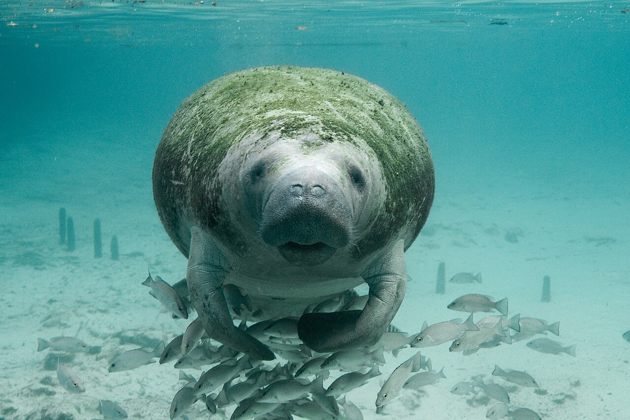 Blue Spring Manatees subject photograph representing the camera location or featured view in Orange City, Florida.
