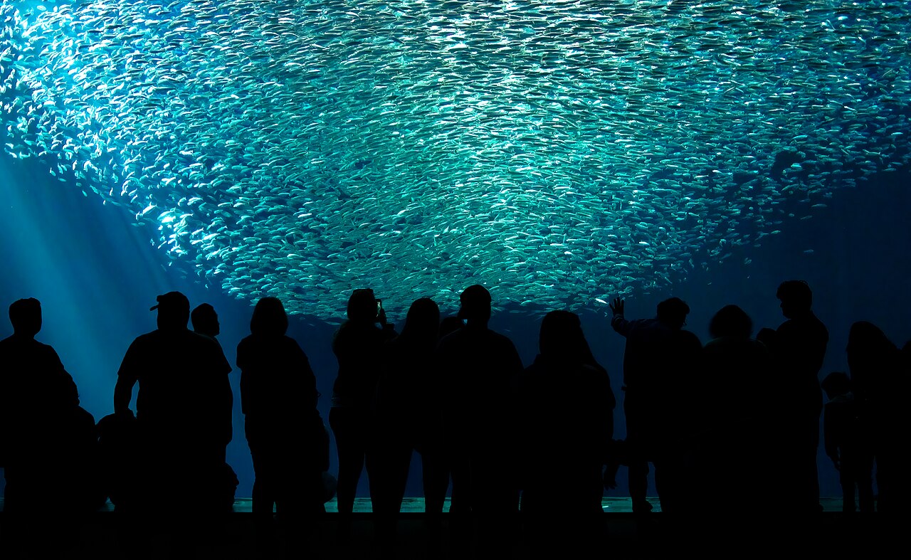 Representative preview for the Aquariums collection