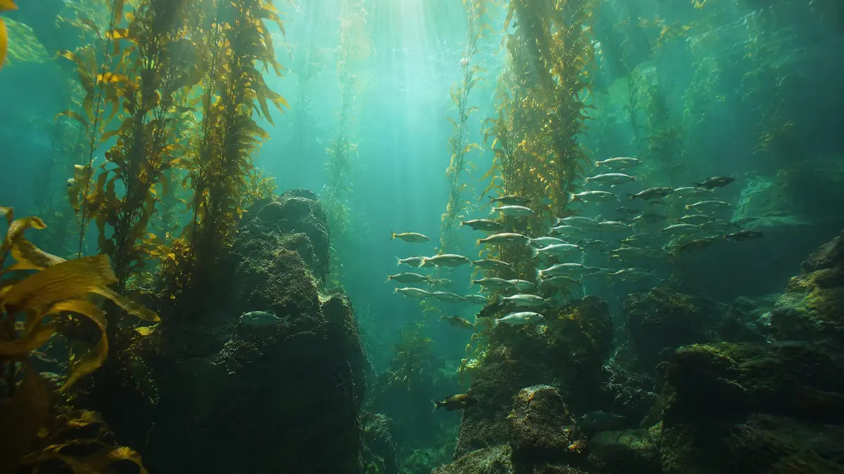 Representative subject image for Monterey Kelp Forest Cam in Monterey, California.