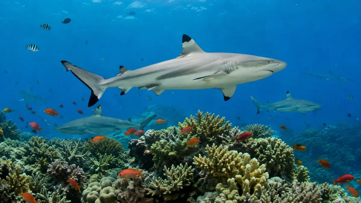 Representative subject image for Blacktip Reef Live Cam in Baltimore, Maryland.