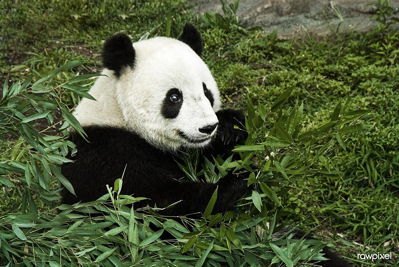 Smithsonian Giant Pandas subject photograph representing the camera location or featured view in Washington, District of Columbia.