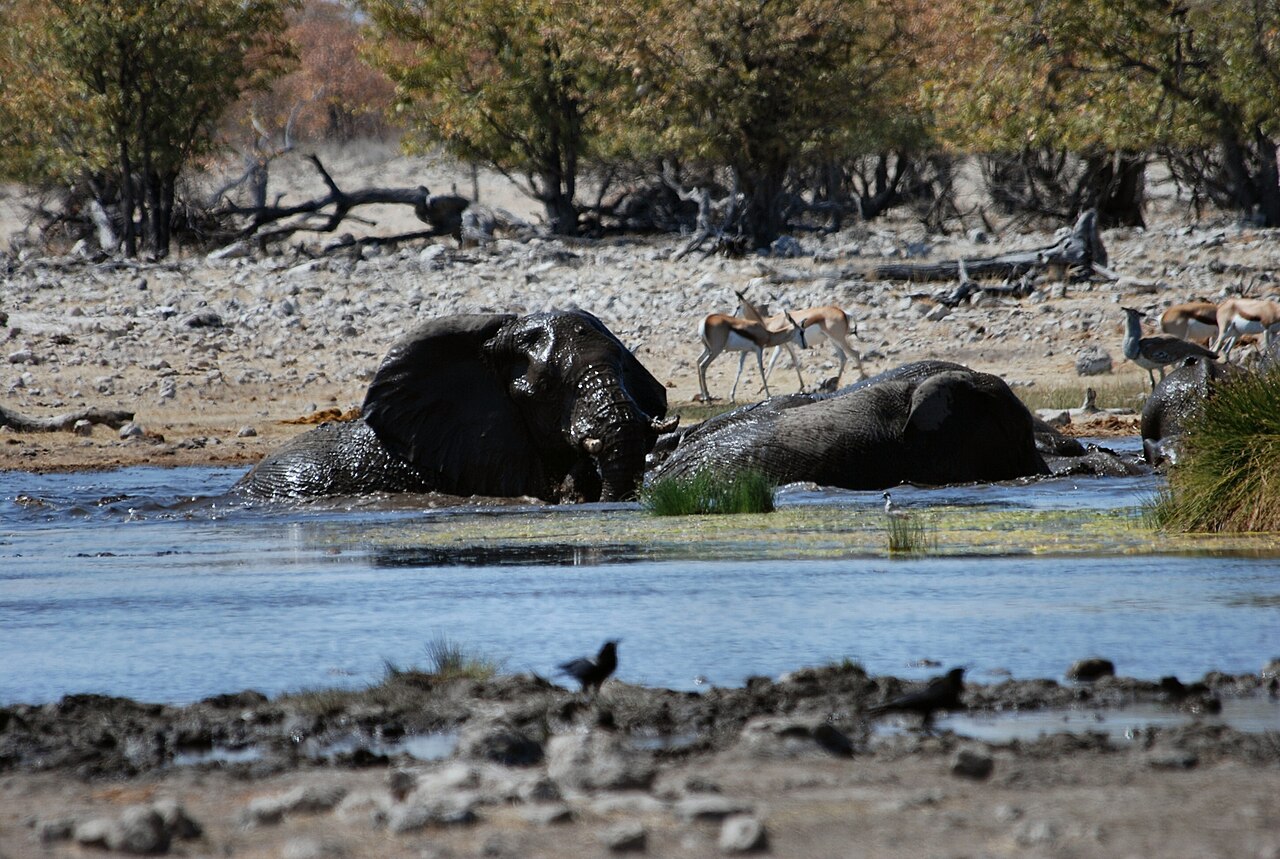 Tembe Elephant Park subject photograph representing the camera location or featured view in KwaZulu-Natal.