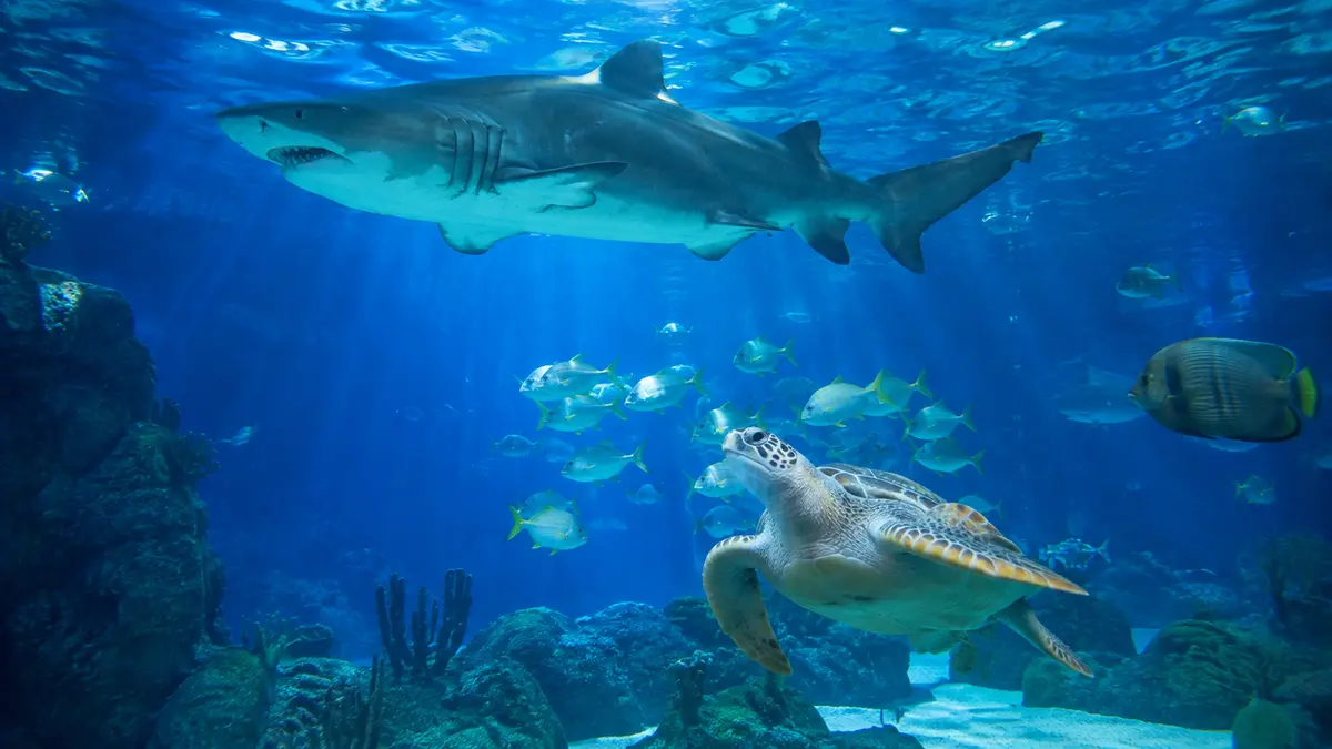 Representative subject image for Secret Reef Live Cam in Chattanooga, Tennessee.